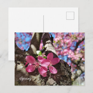 Bloeiende appelboom in het voorjaar. Roze bloemen Feestdagenkaart