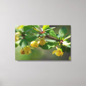 Bloeiende Barberry - Lente Canvas Afdruk (Voorkant)