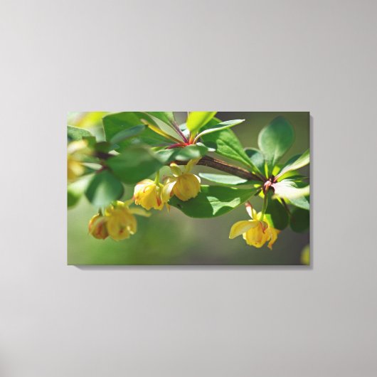 Bloeiende Barberry - Lente Canvas Afdruk (Voorkant)