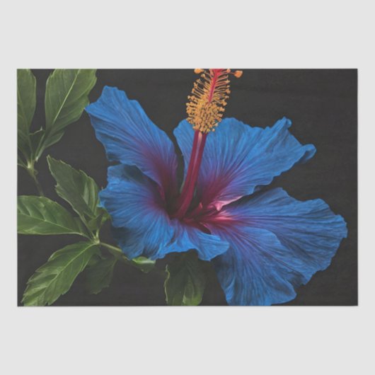 Bloeiende blauwe hibiscus bloem, tissuepapier (Voorkant)