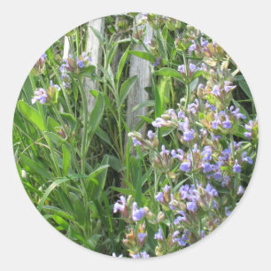 Bloeiende Blauwe Salie Herb Sticker