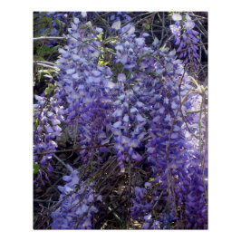Bloeiende blauweregen in de lente perfect poster