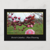 bloeiende bloem van rode bloedcellen briefkaart (Voorkant)