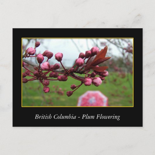 bloeiende bloem van rode bloedcellen briefkaart (Voorkant)