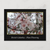 bloeiende bloem van rode bloedcellen briefkaart (Voorkant)