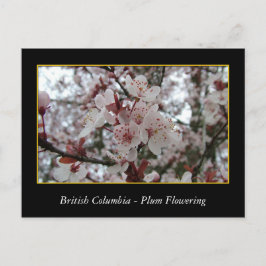 bloeiende bloem van rode bloedcellen briefkaart