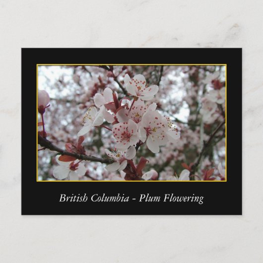 bloeiende bloem van rode bloedcellen briefkaart (Voorkant)