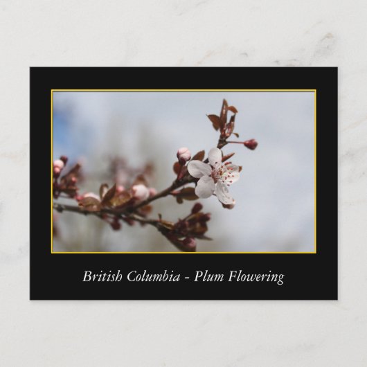 bloeiende bloem van rode bloedcellen briefkaart (Voorkant)