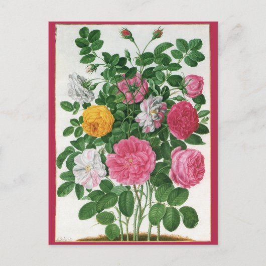 bloeiende bloemen, Rozen van de lentuin Briefkaart (Voorkant)