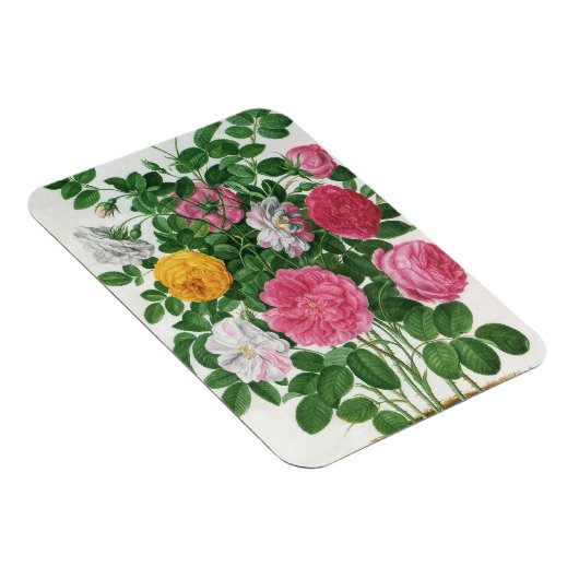  bloeiende bloemen, Rozen van de lentuin Magneet (Rechterzijde)