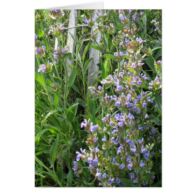 Bloeiende Blue Sage Blank Kaarten (Voorkant)