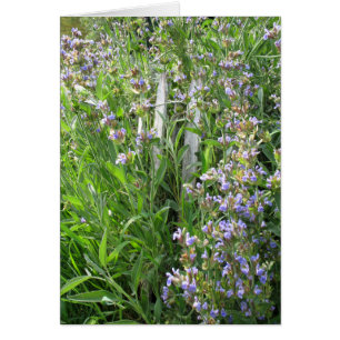 Bloeiende Blue Sage Blank Kaarten