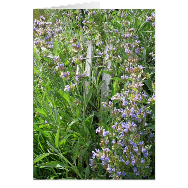 Bloeiende Blue Sage Blank Kaarten (Voorkant)