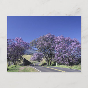 Bloeiende bomen langs de weg in Haleakala, Maui, Briefkaart