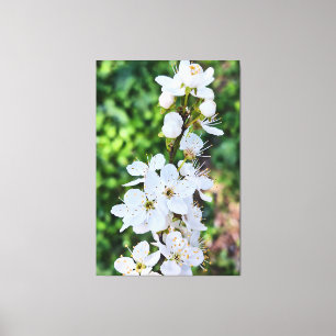 Bloeiende boom in de lente Roemenië – Bloesemfotog Canvas Afdruk