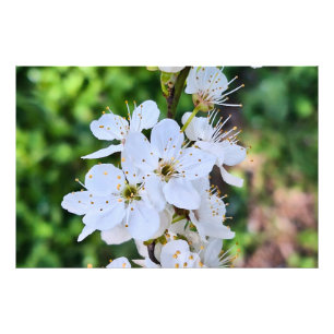 Bloeiende boom in de lente Roemenië – Bloesemfotog Foto Afdruk