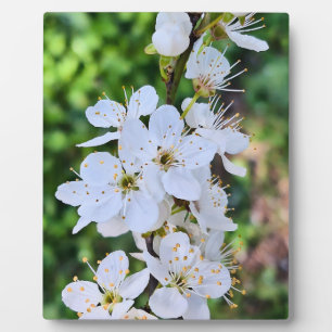 Bloeiende boom in de lente Roemenië – Bloesemfotog Fotoplaat
