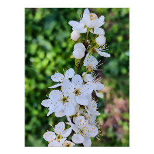 Bloeiende boom in de lente Roemenië – Bloesemfotog Perfect Poster