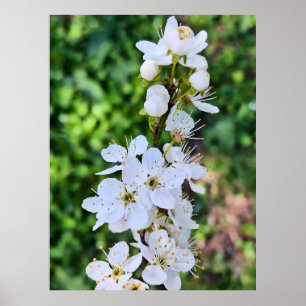 Bloeiende boom in de lente Roemenië – Bloesemfotog Poster