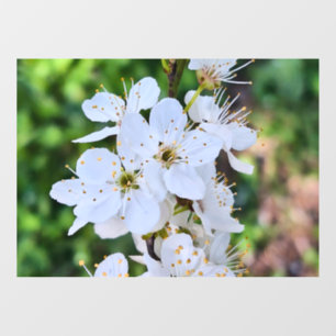 Bloeiende boom in de lente Roemenië – Bloesemfotog Raamsticker