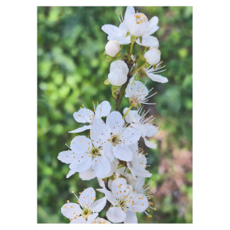 Bloeiende boom in de lente Roemenië – Bloesemfotog Tafelkleed