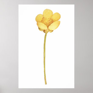 Bloeiende boterbloem gele bloem poster