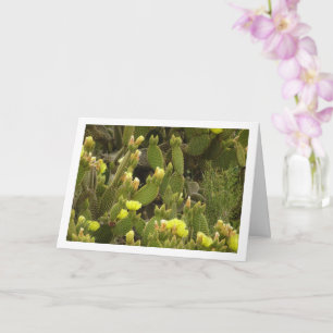 Bloeiende Bunny Ears Cactus, Opuntia Microdasys  Kaart