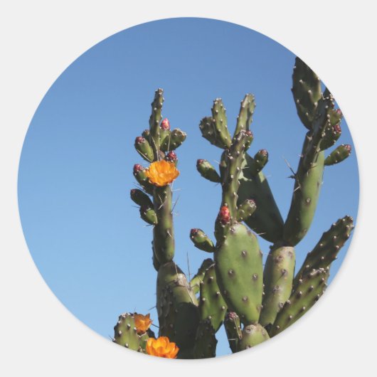 Bloeiende Cactus schijfcactus Opuntia Sticker (Voorkant)