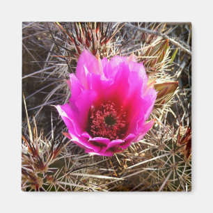 Bloeiende Cactus (Vijgcactus) Wilde Bloem Magneet
