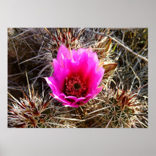 Bloeiende Cactus (Vijgcactus) Wilde Bloem Poster