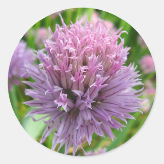 Bloeiende Chives Stickers