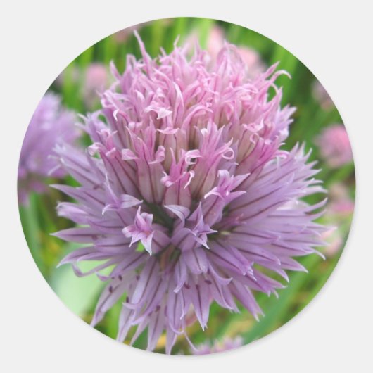 Bloeiende Chives Stickers (Voorkant)