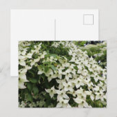 Bloeiende Cornussen in Marshall Briefkaart (Voorkant / Achterkant)