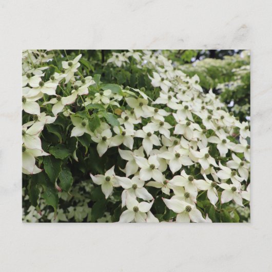 Bloeiende Cornussen in Marshall Briefkaart (Voorkant)