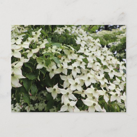 Bloeiende Cornussen in Marshall Briefkaart (Voorkant)