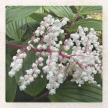 Bloeiende False Solomon's Seal Plant Floral