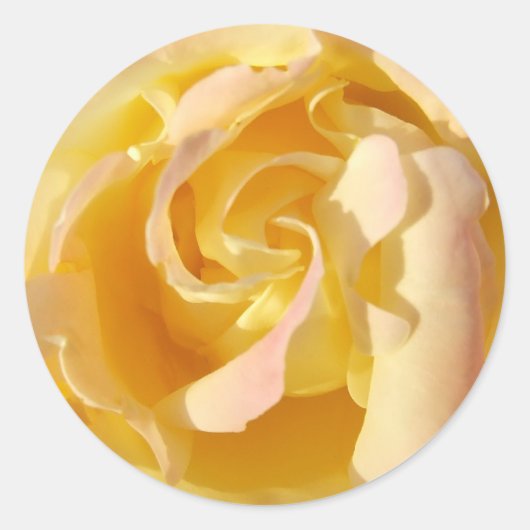 Bloeiende gele rozenbloem Sticker (Voorkant)