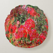 Bloeiende geraniums....