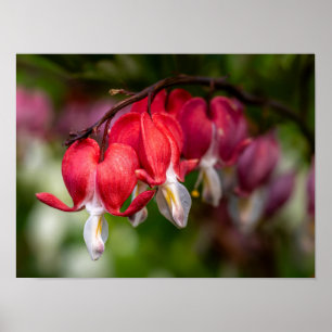 Bloeiende Hartbloemen met Witte Punten Poster