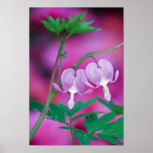 Bloeiende Harten Die In Tuin Verbinding Maken. Cre Poster