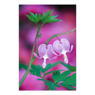 Bloeiende Harten Die Verbinding Maken In Tuin. Cre Foto Afdruk