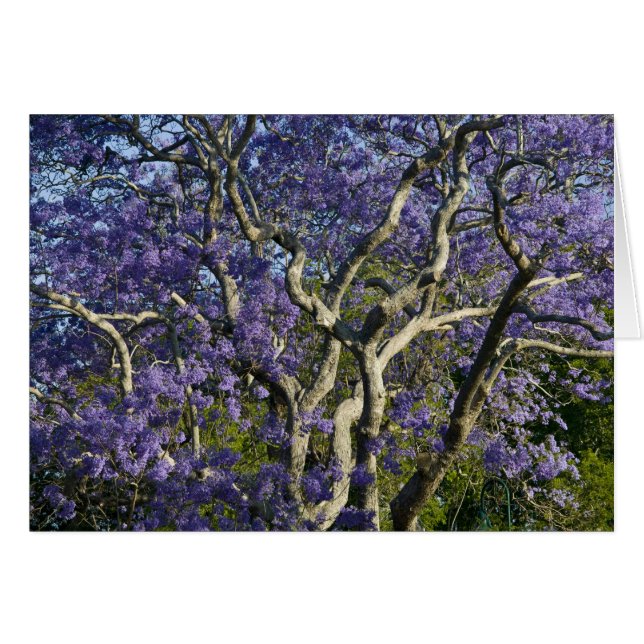 Bloeiende Jacaranda-bomen in New Farm Park, 2 (Voorkant Horizontaal)