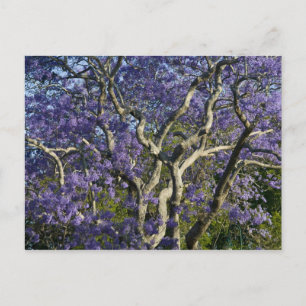 Bloeiende Jacaranda-bomen in New Farm Park, 2 Briefkaart