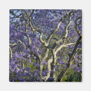 Bloeiende Jacaranda-bomen in New Farm Park, 2 Magneet