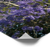 Bloeiende Jacaranda-bomen in New Farm Park, 2 Poster (Hoek)