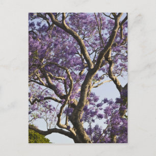 Bloeiende Jacaranda-bomen in New Farm Park, Briefkaart