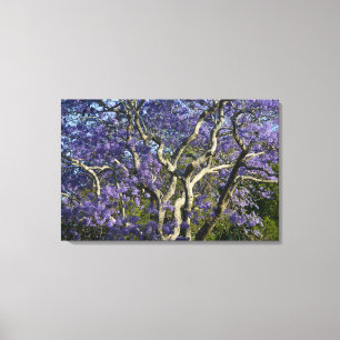 Bloeiende Jacaranda-bomen in New Farm Park, Canvas Afdruk