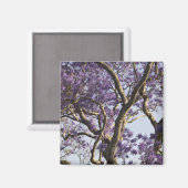 Bloeiende Jacaranda-bomen in New Farm Park, Magneet (Voorkant / Achterkant)