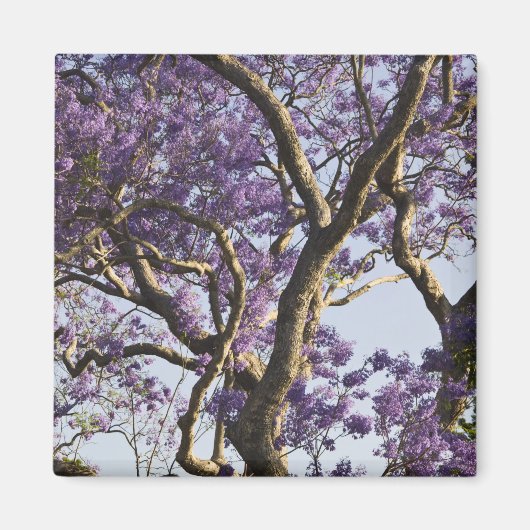Bloeiende Jacaranda-bomen in New Farm Park, Magneet (Voorkant)
