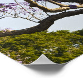 Bloeiende Jacaranda-bomen in New Farm Park, Poster (Hoek)